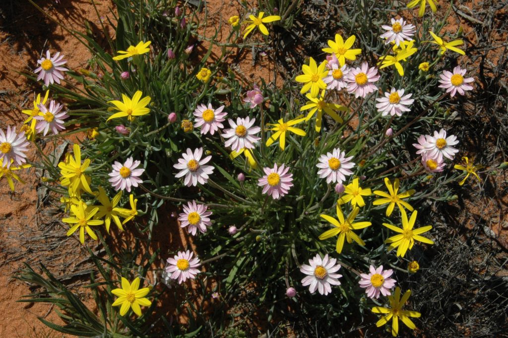 About the GVD Friends of the Great Victoria Desert